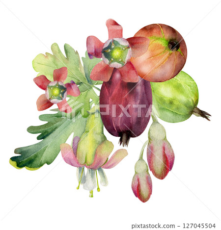 Gooseberry bell flower buds leaves, ripe garden berries Currant casseille huckleberry jostaberry, hand drawn in watercolor. Isolated boutonniere illustration. For wedding stationery, farmers market 127045504