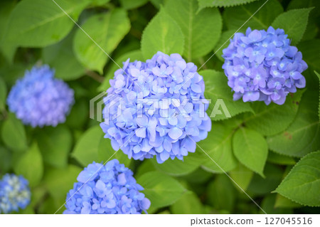 Light blue hydrangea Hydrangea Flowers Rainy season Early summer June 127045516
