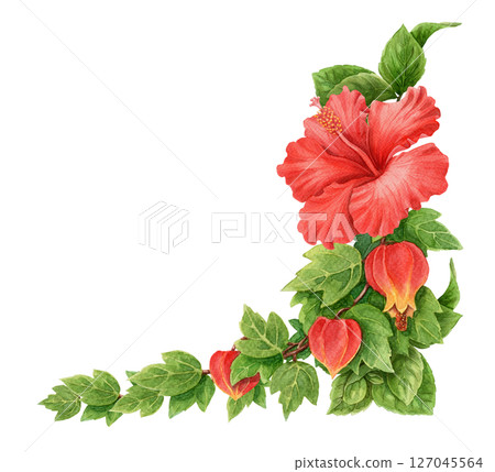 Abuchiron twig with red Hibiscus rose flower summer corner arrangement. Hand drawn watercolor botanical art. Floral graphic element perfect for botanical card template and holiday season design. 127045564