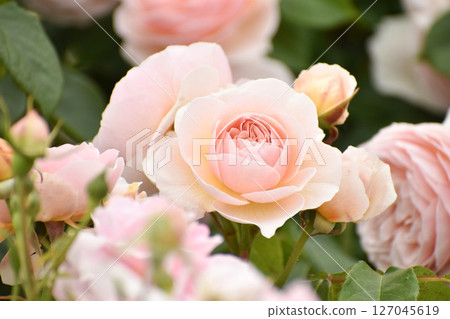 Pretty pink spring roses 127045619