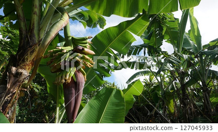 Banana fruits grow on trees. 127045933