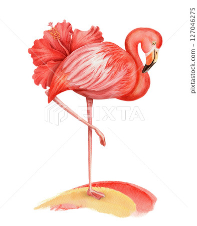 Pink flamingo with red Hibiscus standing on the brushstroke hand drawn watercolor illustration. Realistic drawing of equatorial full body bird. Perfect for summer template and holiday season design. Pink flamingo with red Hibiscus standing on the brushstroke hand drawn watercolor illustration. Realistic drawing of equatorial full body bird. Perfect for summer template and holiday season design. 127046275