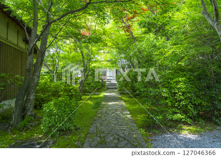 Zenhoji Temple - A tunnel of green leaves seen from the front gate Zenhoji Temple - A tunnel of green leaves seen from the front gate 127046366