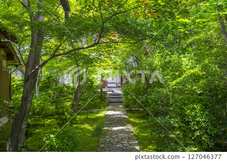 善寶寺 - 從正門望去的綠葉隧道 127046377