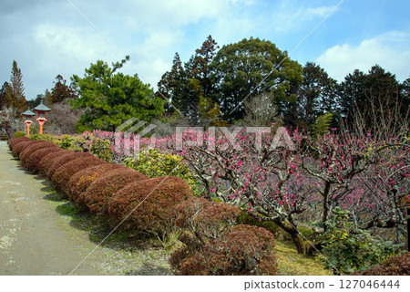 京都西山大原野的正法寺 - 藍天白雲下盛開的梅花 127046444