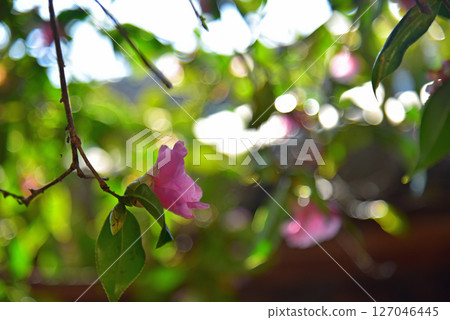 山茶花在春日陽光下綻放 127046445