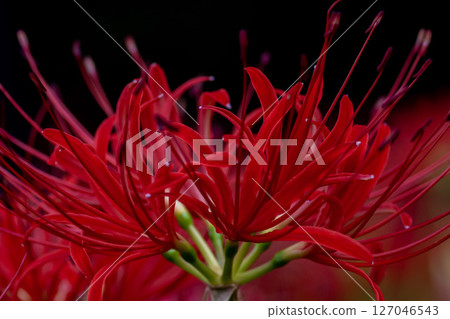 Passionately blooming red spider lilies (Higanbana) 127046543