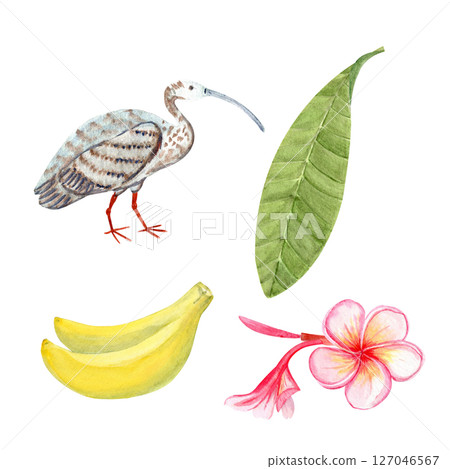 Pink plumeria flowers, bud, leaf, ibis bird, bananas watercolor set. Hand painted for spa branding, tropical packaging, summer wedding decor, textile design, greeting cards, botanical illustrations Pink plumeria flowers, bud, leaf, ibis bird, bananas watercolor set. Hand painted for spa branding, tropical packaging, summer wedding decor, textile design, greeting cards, botanical illustrations 127046567