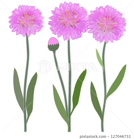 Illustration of pink cornflowers Illustration of pink cornflowers 127046731