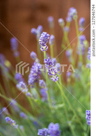 Lavender blooming flowers, summer violet background. 127046744