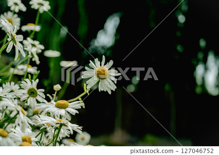 Chamomile daisy flowers closeup in the wind. Herbal flower, medicinal and cosmetic purposes 127046752
