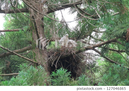 Otaka's chick 127046865