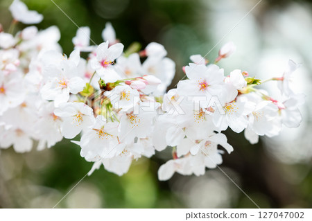 【門城大崎】城內櫻花盛開 127047002