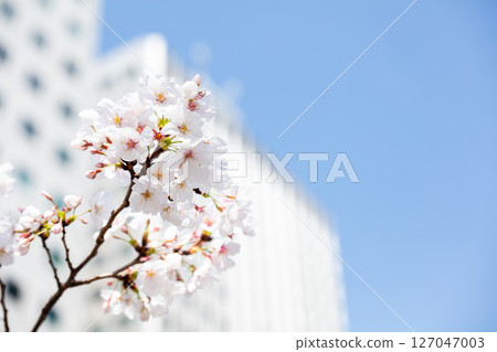 【Gate City 大崎】辦公區櫻花盛開 127047003