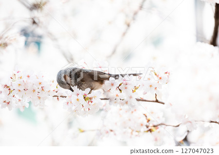 [Gate City Osaki] Brown-eared bulbuls seeking nectar from cherry blossoms blooming in an office district 127047023