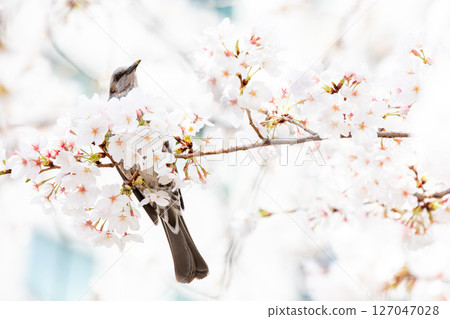[Gate City Osaki] Brown-eared bulbuls seeking nectar from cherry blossoms blooming in an office district 127047028