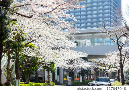【Gate City 大崎】辦公區櫻花盛開 127047048