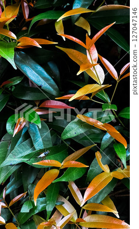 leaves of a tree 127047146