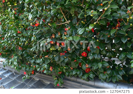 紅山茶 紅山茶 127047275