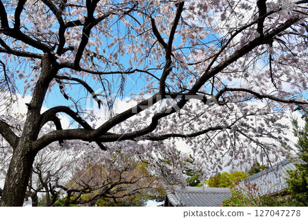 Weeping cherry blossoms at Rikyu Hachimangu Shrine in full bloom 127047278