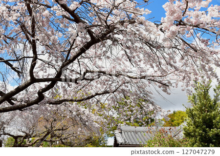 Weeping cherry blossoms at Rikyu Hachimangu Shrine in full bloom Weeping cherry blossoms at Rikyu Hachimangu Shrine in full bloom 127047279