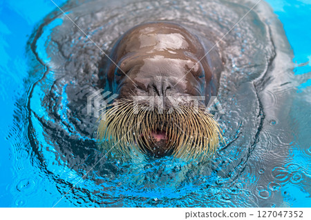 ■ 標題（日文） 一隻強壯的海象的臉部特寫 ■ 標題（英文） 一隻 127047352