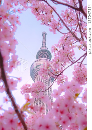 ■ Title (Japanese) Spring at Tokyo Skytree surrounded by cherry blossoms ■ Title (English) Tokyo Sky 127047354