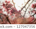 ■ 標題（日文） 春日陽光與閃耀的櫻花 ■ 標題（英文） Cherry Blos 127047356