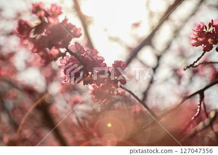 ■ Title (Japanese) Spring sunlight and sparkling cherry blossoms ■ Title (English) Cherry Blos 127047356