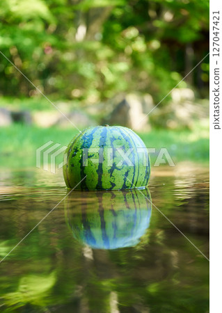 Watermelon chilled in stream water 127047421