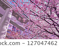 標題（日語） 鳥居門周圍環繞著櫻花和春天的天空 標題（英語） 鳥居門周圍環繞著櫻花和春天的天空 127047462
