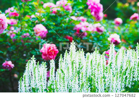 玫瑰園中盛開的雪山鼠尾草 玫瑰園中盛開的雪山鼠尾草 127047682