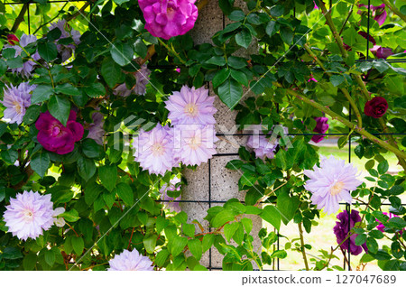 Clematis blooming in the rose garden 127047689