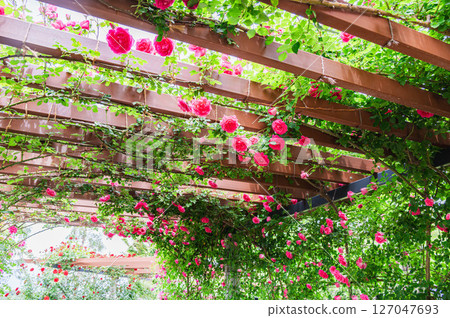 Shinshu Sky Park Rose Garden 127047693