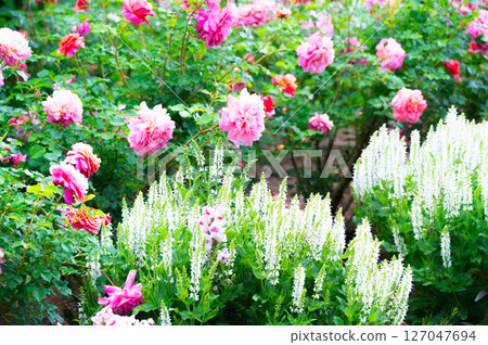玫瑰與雪山鼠尾草 127047694