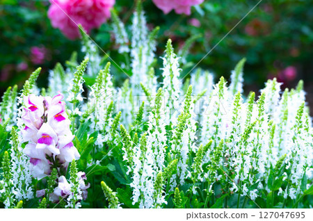 雪山鼠尾草 127047695