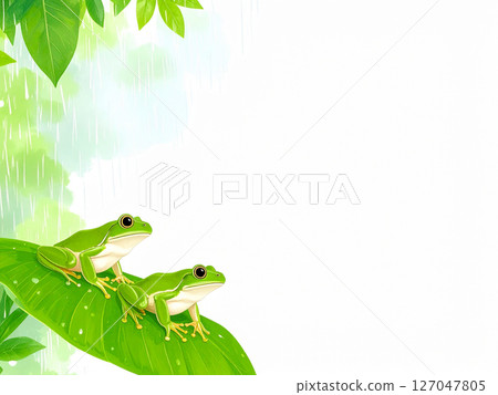 Rain, rainy season, tree frog, frog 127047805