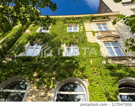 Historic building facade covered in green ivy. Multiple windows and balconies surrounded by lush climbing vines in summer sunlight. 127047808