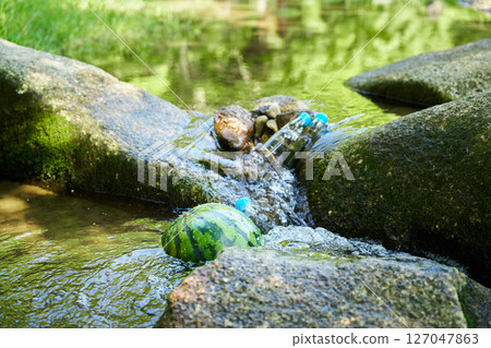 Watermelon and Ramune chilled with stream water 127047863