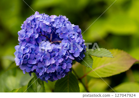 hydrangea   127047924
