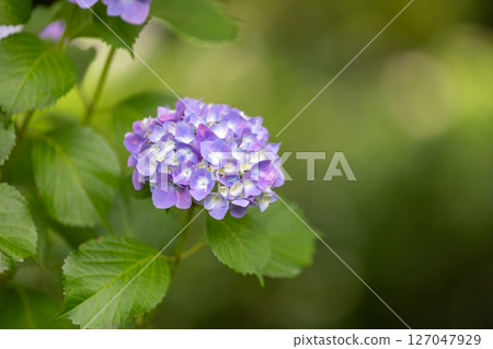 hydrangea hydrangea 127047929