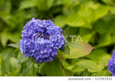 hydrangea hydrangea 127047952