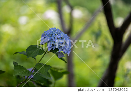  hydrangea 127048012