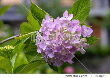 hydrangea   127048038