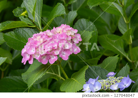 hydrangea   127048047