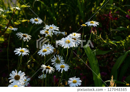 Shasta · Daisy 127048385