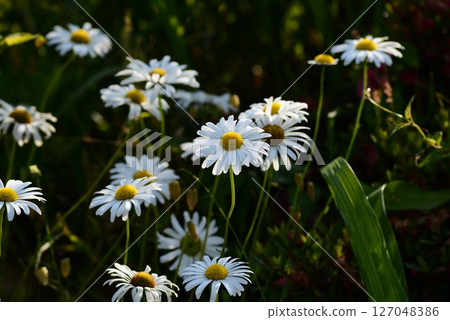 Shasta · Daisy 127048386