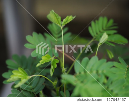 The flower language of the mimosa is "delicate," "sensibility," and "sensitivity." 127048467
