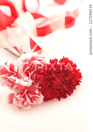 明亮的紅色康乃馨 明亮的紅色康乃馨 127048516