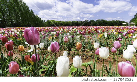 Colorful tulip field Colorful tulip field 127048522
